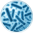 Lactobacillus acidophilus